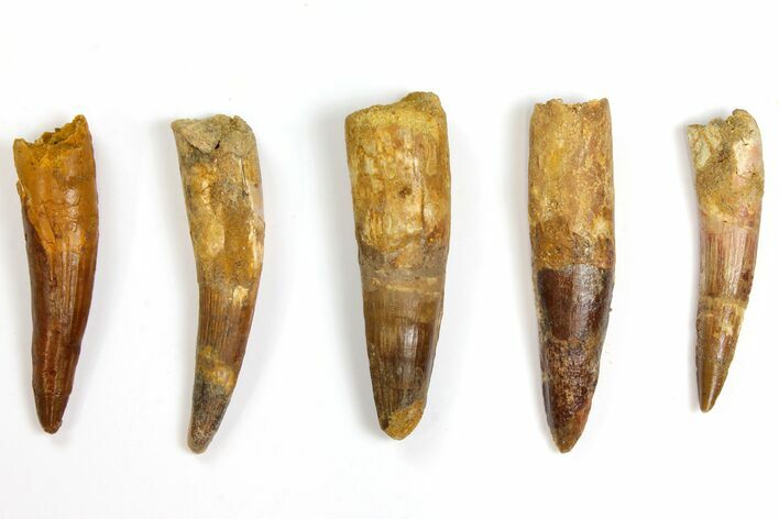 Lot: to Bargain Spinosaurus Teeth - Pieces #141497